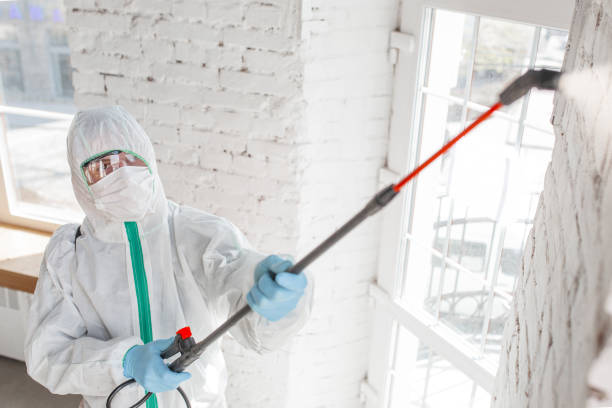 Mold Odor Removal Services in Fountain Hill, PA